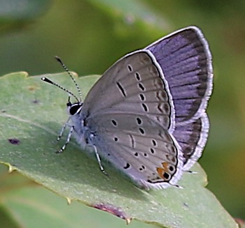 Eastern Tailed-blue 
Cupido comyntas