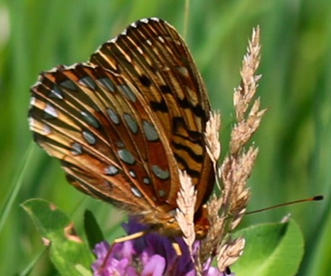 Aphrodite Fritillary
Speyeria aphrodite