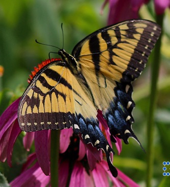 Tiger Swallowtail
Papilio glaucus