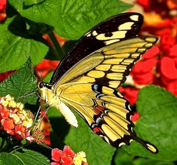 Giant Swallowtail, Orange Dog
Papilio cresphontes