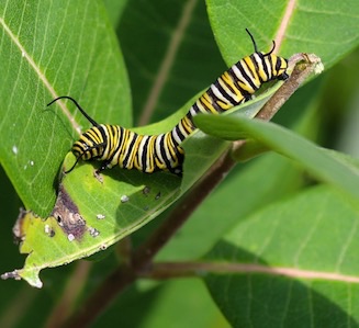 Monarch larva
Danaus plexippus