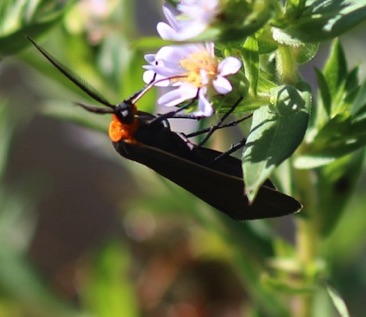 Virginia Ctenucha
Ctenucha virginica