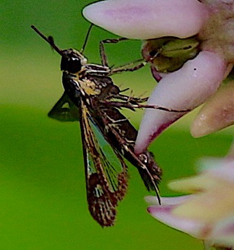 Eupatorium Borer
Carmen bassiformis