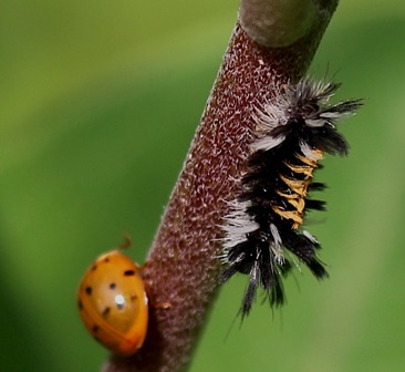 Milkweed Tussock Moth larva
Euchaetes egle