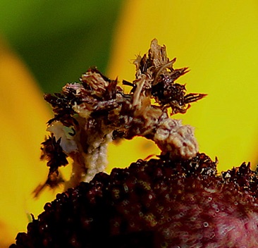 Emerald Moth larva
Camouflaged Looper