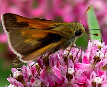 Zebulon
Poanes zabulon