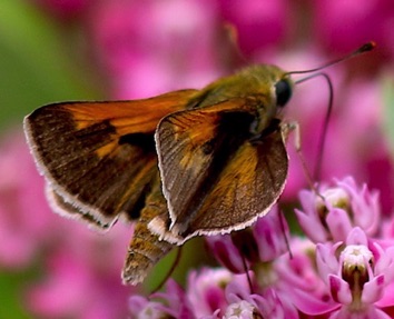 Zebulon
Poanes zabulon