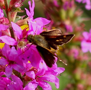 Tawny-edged
Polites themistocles