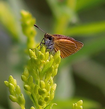 European
Thymelicus lineola