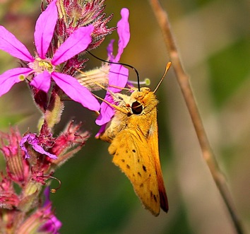 Fiery
Hylephila phyuleus