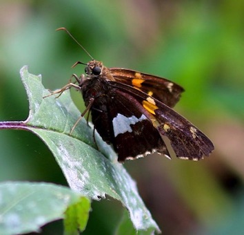 Silver-spotted Skipper 
Epargyreus clarus