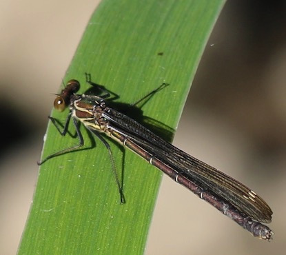 Marsh 
Enallagma ebrium