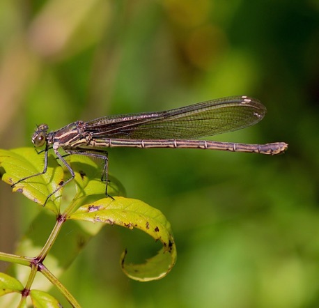 American Rubyspot (female)
Hetaerina americana