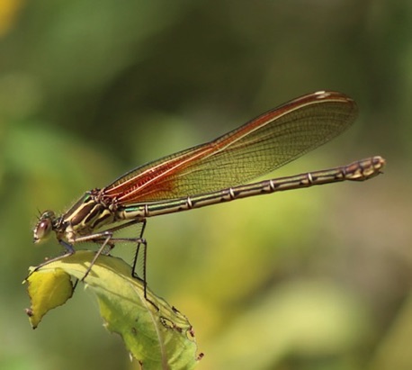 American Rubyspot (female)
Hetaerina americana