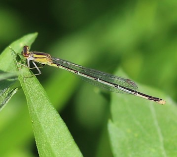 Double-striped 
Enallagma basidens