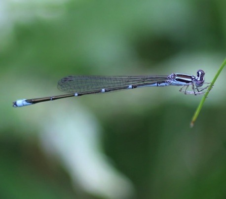 Stream Bluet
Enallagma exsulans