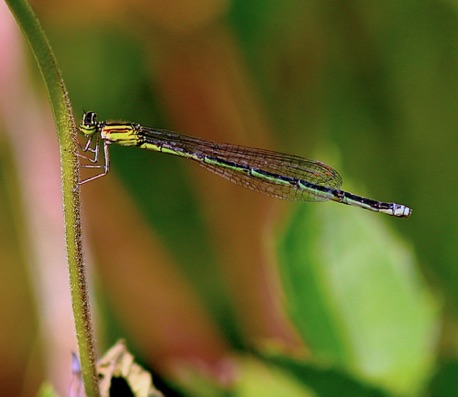 Stream Bluet
Enallagma exsulans