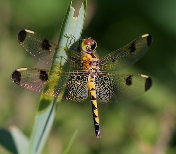 Calico Pennant Skimmer (female)
Celithemis elisa