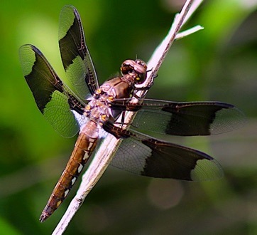 Common Whitetail Skimmers
Plathemis lydia