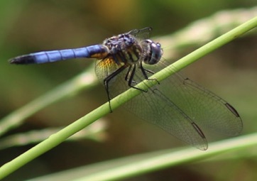 Blue Dasher
Pachydiplax longipennis