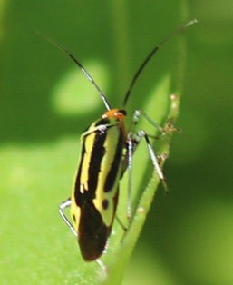 Four-lined Plant Bug*
Poecilocapsus lineatus