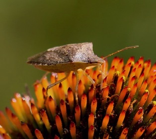 Brown Stink Bug*
Euschistus servus