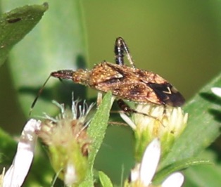 Clouded Plant Bug*
Neurocolpus nubilus