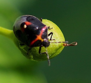 Twice-stabbed Stink Bug*
Cosmopepla lintneriana