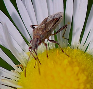 Plant Bug