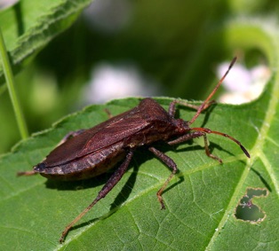 Helmeted Squash Bug*
Euthochtha galeator