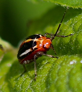 Four-lined Plant Bug*
Poecilocapsus lineatus