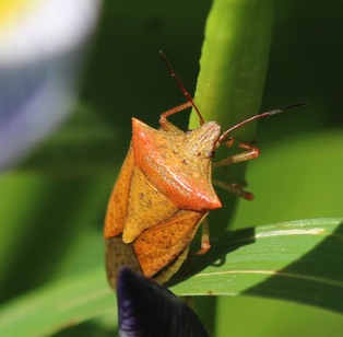 Stink Bug*
Euschistus ictericus