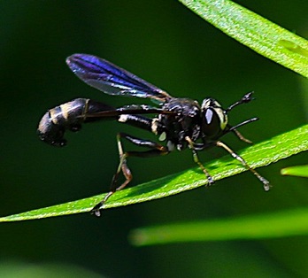 Thick-headed Fly