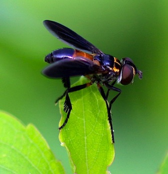 Feather-legged Fly
Trichopoda spp.