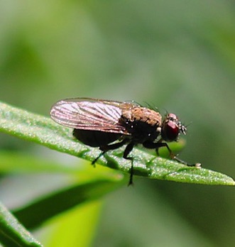 Scalthophagid Fly