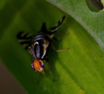 Fruit Fly
Rhagoletis striatella