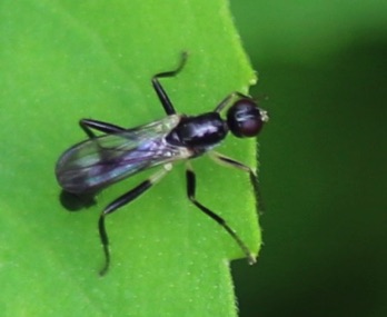 Black Scavenger Fly