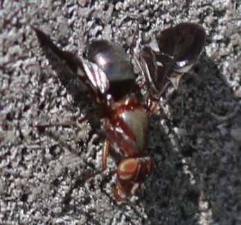 Plcture-winged Fly
Delphinia picta