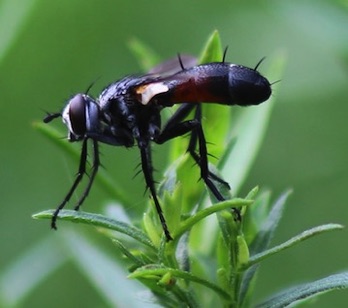 Erie Onion Fly
Cylindromyia spp.