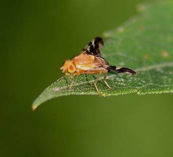 Walnut Husk Fly
Rhagoletis completa