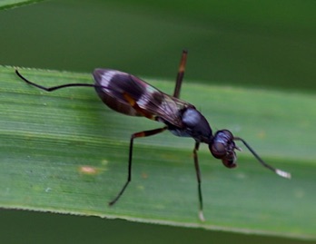 Black Scavenger Fly