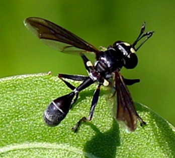 Thick-headed Fly
Physocephala tibialis