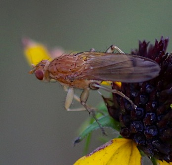 Marsh Fly
Tetanocera spp.