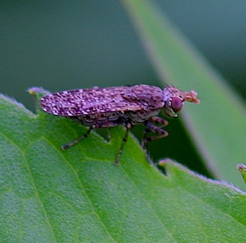 Marsh Fly
Dicta spp.