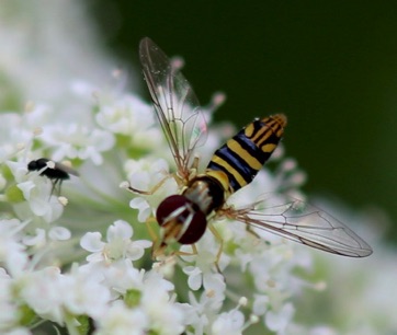 Common Oblique Flower Fly*
Allograpta obliqua