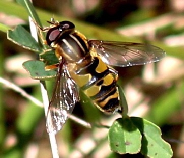 Broad-headed Marsh Fly*
Helophilus latifrons