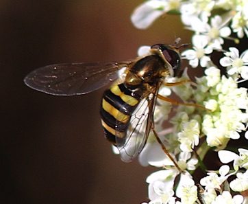 Yellow-legged Flower Fly*
Syrphus rectus