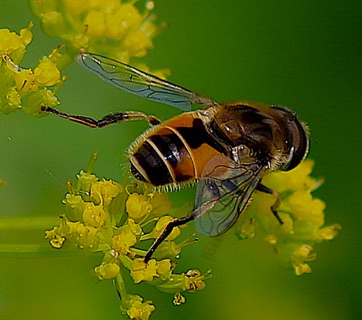 Orange-spined Drone Fly?
Eristalis tenax