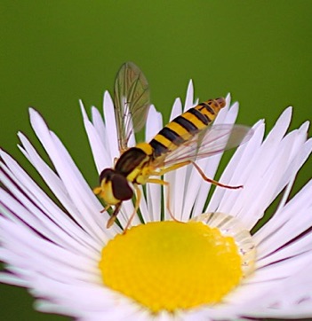 Black-footed Globetail*
Sphaerophoria philanthus