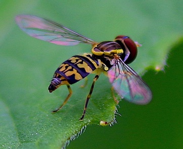 Eastern Calligrapher*
Toxomerus geminates